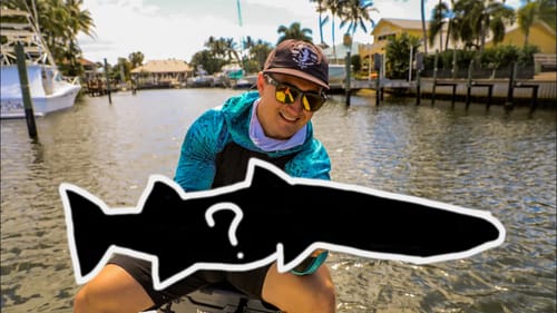 Surprise BIG Fish in Tiny Canal Full of Expensive Boats