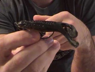 Request Vid:  Rigging the Rage Toad