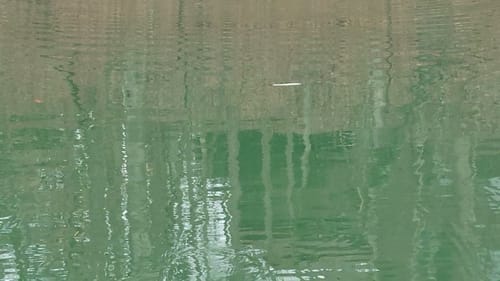 Swimbait Review: Bull Shad 9" Shad Glide