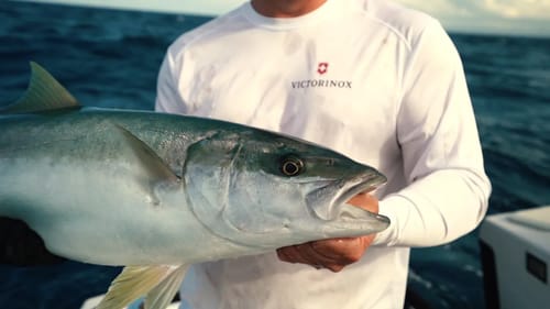HOW TO FILLET FISH - YELLOWTAIL KINGFISH