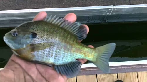 Fishing For Bluegill At The Lake
