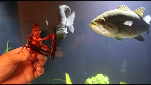 Pet Bass Vs. Giant Crawfish!!