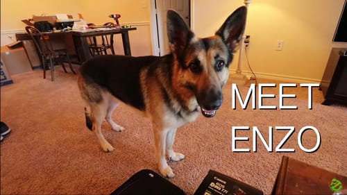 Canon T7i | Meet My Dogs