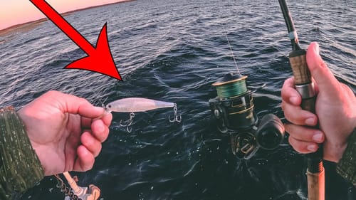 Strange Fish Absolutely CRUSH This Lure