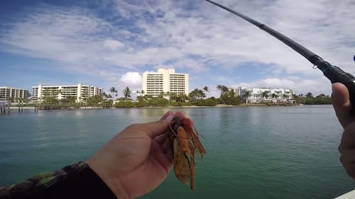 Clearwater Jig Flippin in Saltwater