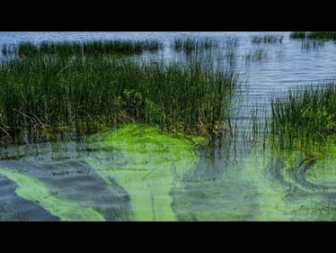 Lake Okeechobee Bass Anglers Just Got Some Terrible News…