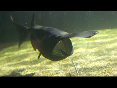 Weird Ancient Fish?