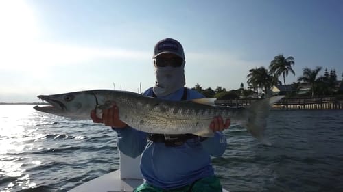 Fishing for Barracuda
