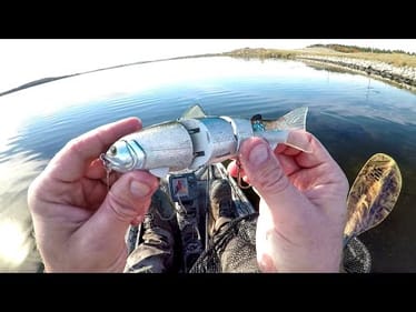 Found A Lure, Caught Some Fish!