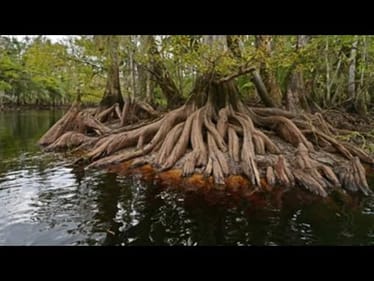 How To Kick Everyone’s Butt On Tidewater Fisheries