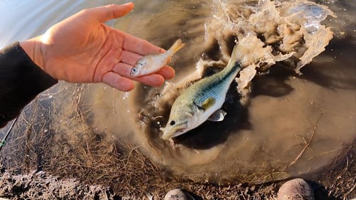 Shallow Winter Bass Fishing | Fish Dying from Cold?