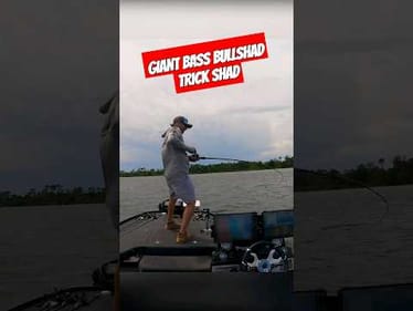 GIANT Bass on a TRICK Shad