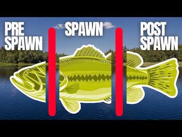 Bass Spawning Secrets -  **Catch 6X More**