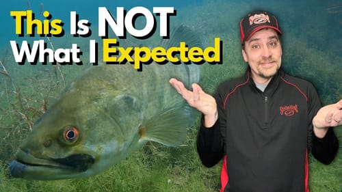 See What Spring Bass ACTUALLY Do After a Severe Cold Snap
