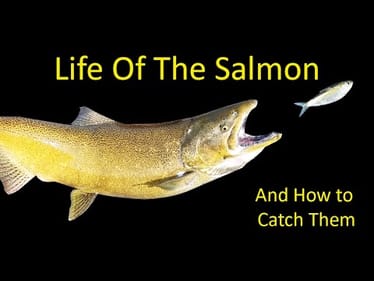 Life of the Chinook and Coho Salmon and How to Catch One Fishing