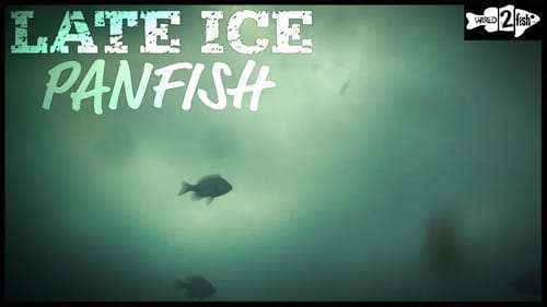 4 Tips for Finding and Catching Late Ice Panfish