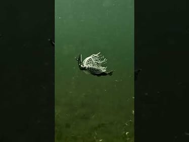 This is a fish catching MACHINE ⚙️🔥 Featured: @ZManFishingProducts  Tungsten Chatterbait Elite Evo