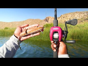 Fishing A Giant Rat Lure For BIG Aggressive Fish!