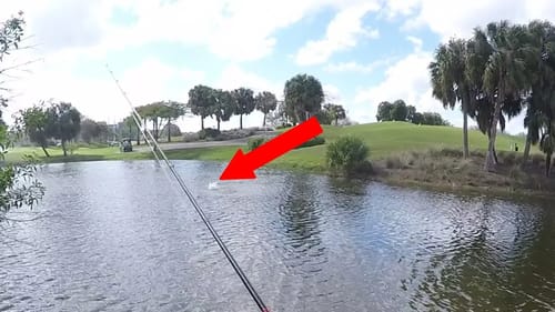 Losing a REALLY BIG Fish in GOLF COURSE Pond!