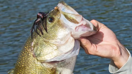 Fishing Buzz Baits for Big Bass | Lure Tips and Tricks