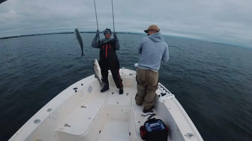 Striped Bass Fishing on The Connecticut River