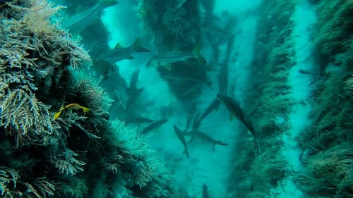 Diving A Bridge Filled With Giant Fish + Spearfishing Catch and Cook