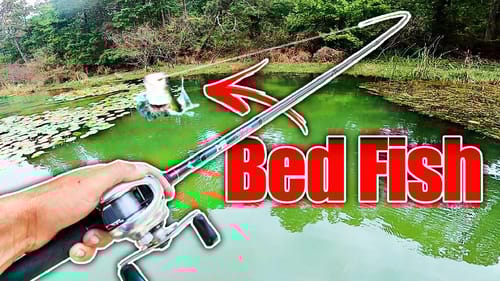 Unexpected POND MONSTER Hooked at Point Blank Range!! (Bed Fishing)