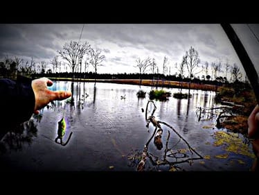 Frog Fishing Paradise