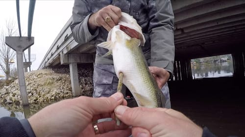 Big Bass Eats & Poops Senko Worms