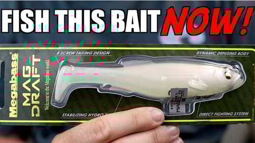 Catch BIG BASS This Spring with the Megabass Magdraft!