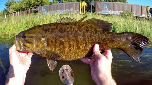 Whopper Plopper Whopper