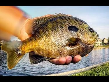 BIG BLUEGILL FISHING - ULTRALIGHT FOR PANFISH!