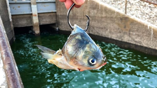 I'm Going to Need a BIGGER NET!!! (New PB!)