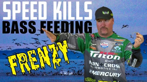 Fall Feeding FRENZY : How to Fish for Schooling Bass