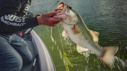 3 Swimbait Tips When Targeting Grassline Bass