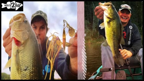 Small Lake Spinnerbait and Texas Rig Bass