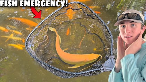 Removing POND INVADER to SAVE $1,000 KOI!