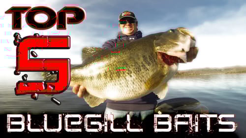 Best Baits to Fish When Bass are Eating Bluegill!
