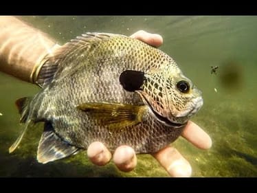 BIG BLUEGILL - LIVE BAIT vs  LURE CHALLENGE!