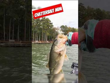 DON'T Tournament FIsh without a Chatterbait MINI