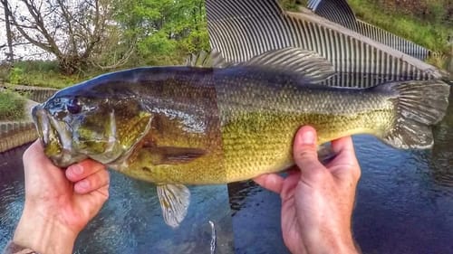 Bass Fishing Bridges