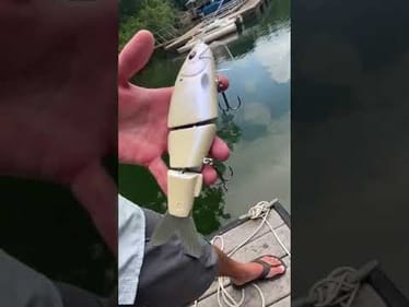 Swimbait Review- Pizz Carp Wake