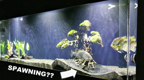 Will Pet Bass Spawn in a Fish Tank?