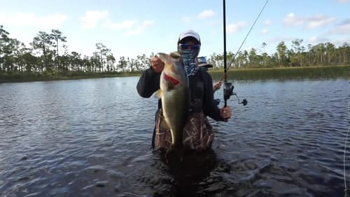 Wade Fishing for Florida Largemouth Bass