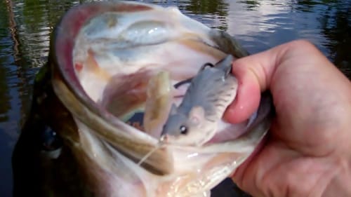 Big Bass Eats Topwater Mouse!