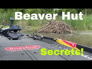 My Secret Beaver Hut Fishing Technique/System