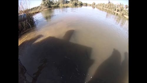 Huge Trout Plant at Sycamore Island