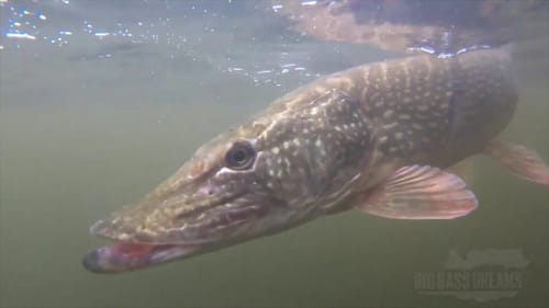 Pike Fishing in Spain with Big Swimbaits - Big Pike Dreams Episode 10