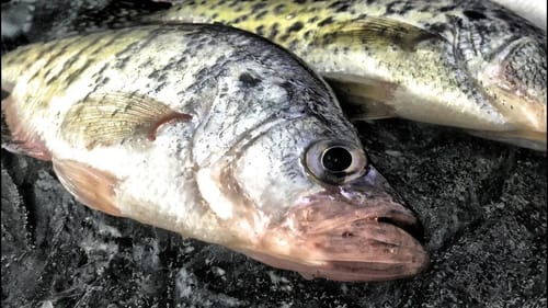 Ice Fishing For Crappie - Jigs and Wax Worms