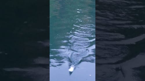 Swimbait Review: Pizz Shadley 4